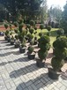 TUJE FORMOWANE - 2
