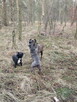 Opieka nad psem weekendy!!! - 7