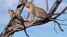 Kenia - Co w buszu piszczy - 3