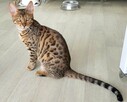 Kot bengalski - bengal cat - 3