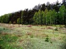 DZIAŁKA BUDOWLANA 1100 m2  W KANIEJ GÓRZE ( koło Sokolnik) - 2
