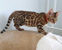 Kot bengalski - bengal cat - 2