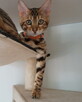 Kot bengalski - bengal cat - 4