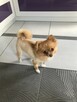 Zaginął Piesek - Szpic Miniaturowy Pomeranian-Rudy-Niemojewo - 4