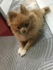 Zaginął Piesek - Szpic Miniaturowy Pomeranian-Rudy-Niemojewo - 3