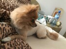 Zaginął Piesek - Szpic Miniaturowy Pomeranian-Rudy-Niemojewo - 6