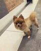 Zaginął Piesek - Szpic Miniaturowy Pomeranian-Rudy-Niemojewo - 2