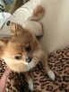 Zaginął Piesek - Szpic Miniaturowy Pomeranian-Rudy-Niemojewo - 7