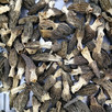 GRZYBY SUSZONE Morchella conica (Smardz Stożkowaty) 100 g. - 2