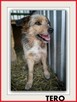 TERO, terier mix,15kg,średni, łagodny,towarzyski piesek - 4