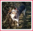 TERO, terier mix,15kg,średni, łagodny,towarzyski piesek - 3
