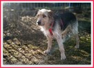TERO, terier mix,15kg,średni, łagodny,towarzyski piesek - 1