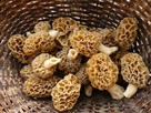 Świeże grzyby Smardz jadalny (Morchella) 500 g. - 2