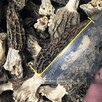 GRZYBY SUSZONE Morchella conica (Smardz Stożkowaty) 100 g. - 3