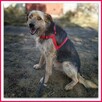 TERO, terier mix,15kg,średni, łagodny,towarzyski piesek - 2
