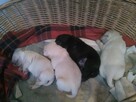 sprzedam psy rasy labrador - 1