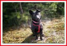 8kg,mały, aktywny,przyjazny, szczepiony piesek MIŁEK.ADOPCJA - 4