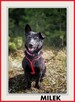 8kg,mały, aktywny,przyjazny, szczepiony piesek MIŁEK.ADOPCJA - 1