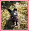 8kg,mały, aktywny,przyjazny, szczepiony piesek MIŁEK.ADOPCJA - 3