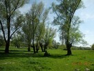 Działka Wojszyn gm. Janowiec - 3