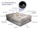 Pranie Czyszczenie Kanapy Narożnika Dywanów Krzesła Brodnica - 11