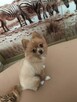 Zginął Piesek Rudy Pomeranian - 4