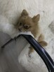Zginął Piesek Rudy Pomeranian - 7