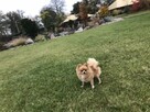 Zginął Piesek Rudy Pomeranian - 1