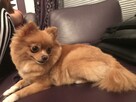 Zginął Piesek Rudy Pomeranian - 2