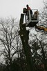 ARBOR 601 586 913 Pielęgnacja i Wycinka drzew Wrocław. - 2