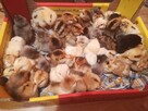 Kurczaki pisklęta araukany ogoniaste - 5