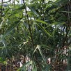 Klon pospolity PALDISKI 140-160 cm drzewo ozdobne sadzonki - 2