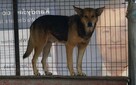 Bary - wymagający pies w typie owczarka - adopcja - 3
