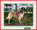 1,5roku, duży,40kg,łagodny, towarzyski,szczepiony pies LEON - 1
