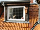 Siatka balkonowa, zabezpieczenie dla kota, przeciw ptakom - 5