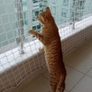 Siatka balkonowa, zabezpieczenie dla kota, przeciw ptakom - 1