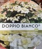 Hortensja ogrodowa unikatowa Doppio Bianco - 2