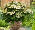 Hortensja ogrodowa unikatowa Doppio Bianco - 1