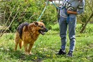 Przytulaśny owczarek-Lupus! Pocieszny pies pełen nadziei! - 1