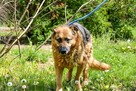 Przytulaśny owczarek-Lupus! Pocieszny pies pełen nadziei! - 5