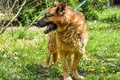 Przytulaśny owczarek-Lupus! Pocieszny pies pełen nadziei! - 3