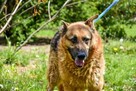 Przytulaśny owczarek-Lupus! Pocieszny pies pełen nadziei! - 4
