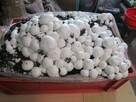 Pieczarki Grzybnia Podłoże XXL 3Faza - 3