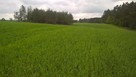 Mazury Stare Juchy działki w okolicach jeziora lasu - 7