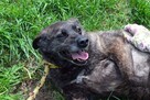Nikt nigdy o nią nie zapytał! Pokochaj Spectrę! Adoptuj! - 2