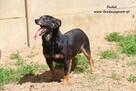 Dudek - niewielki czarnulek - 6