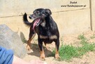 Dudek - niewielki czarnulek - 2