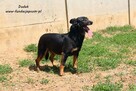 Dudek - niewielki czarnulek - 5