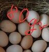 Jajka wiejskie od szczęśliwych kurek - 4