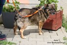 Gama - mała, urocza sunia - 4